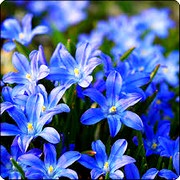 image фото Scilla blue - сцилла оптом купить цветы и растения из Голландии, Германии, Италии, Испании, Дании, Эквадора, Колумбии, Азии, Африки, Израиля, Китая, Тайланда, Тайваня с доставкой по Украине в: Киев, Львов, Черкассы, Кировоград, Полтава, Ровно, Днепропетровск, Запорожье, Харьков, Кривой Рог, Днепр, Одесса, Николаев, Херсон, Умань, Кропивницкий